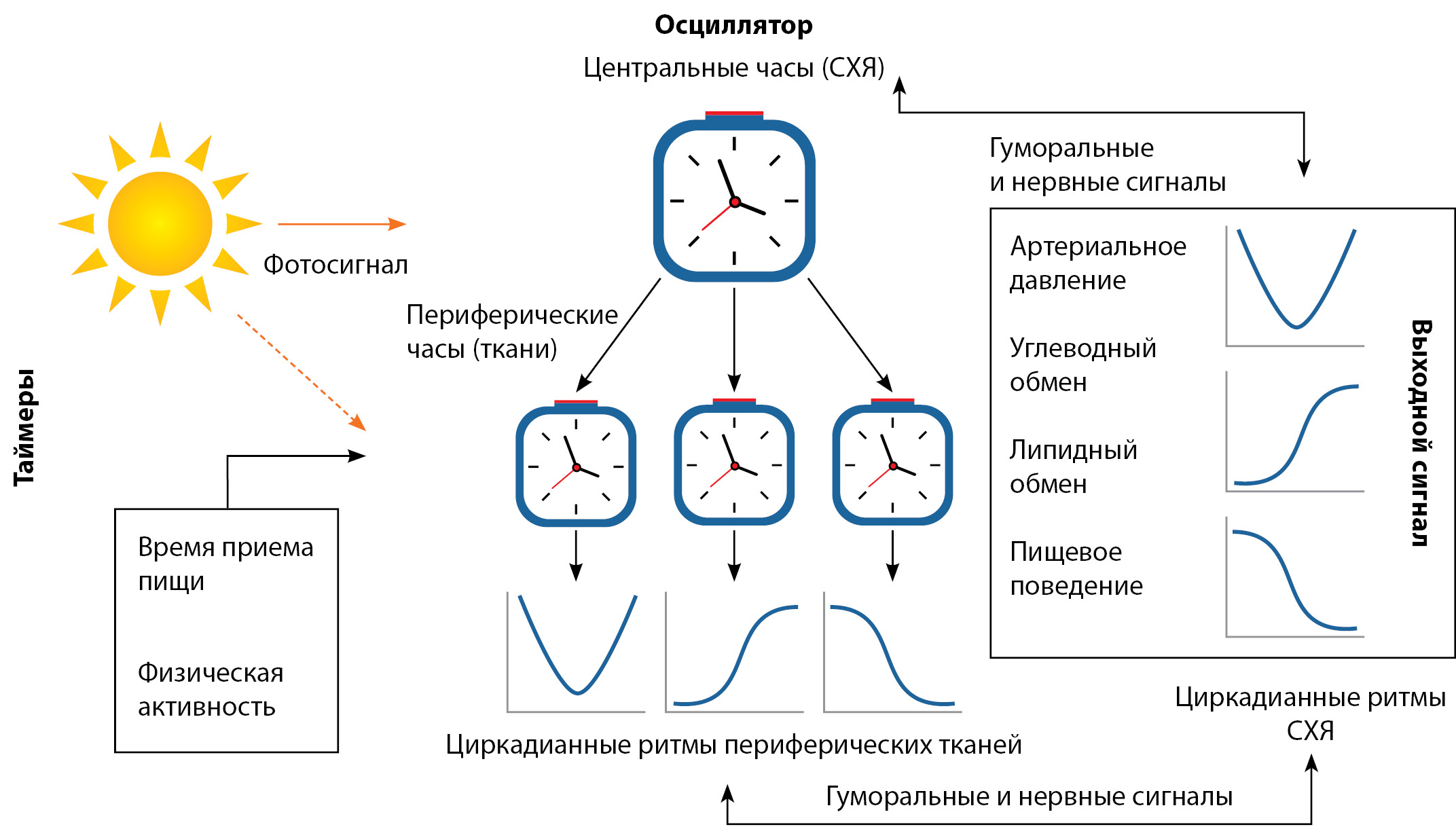 Циркадный ритм человека схема