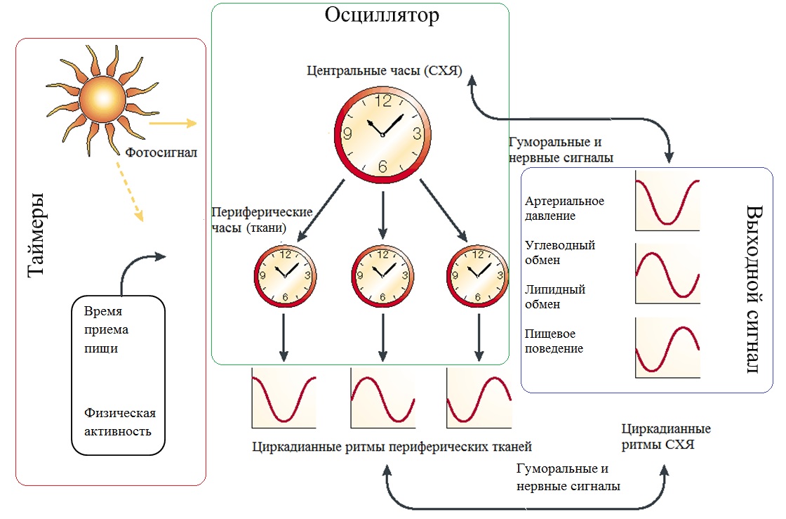 Циркадное освещение. Схема циркадного ритма человека. Циркадные ритмы схема. Циркадные ритмы у крыс. Циркадный Тип