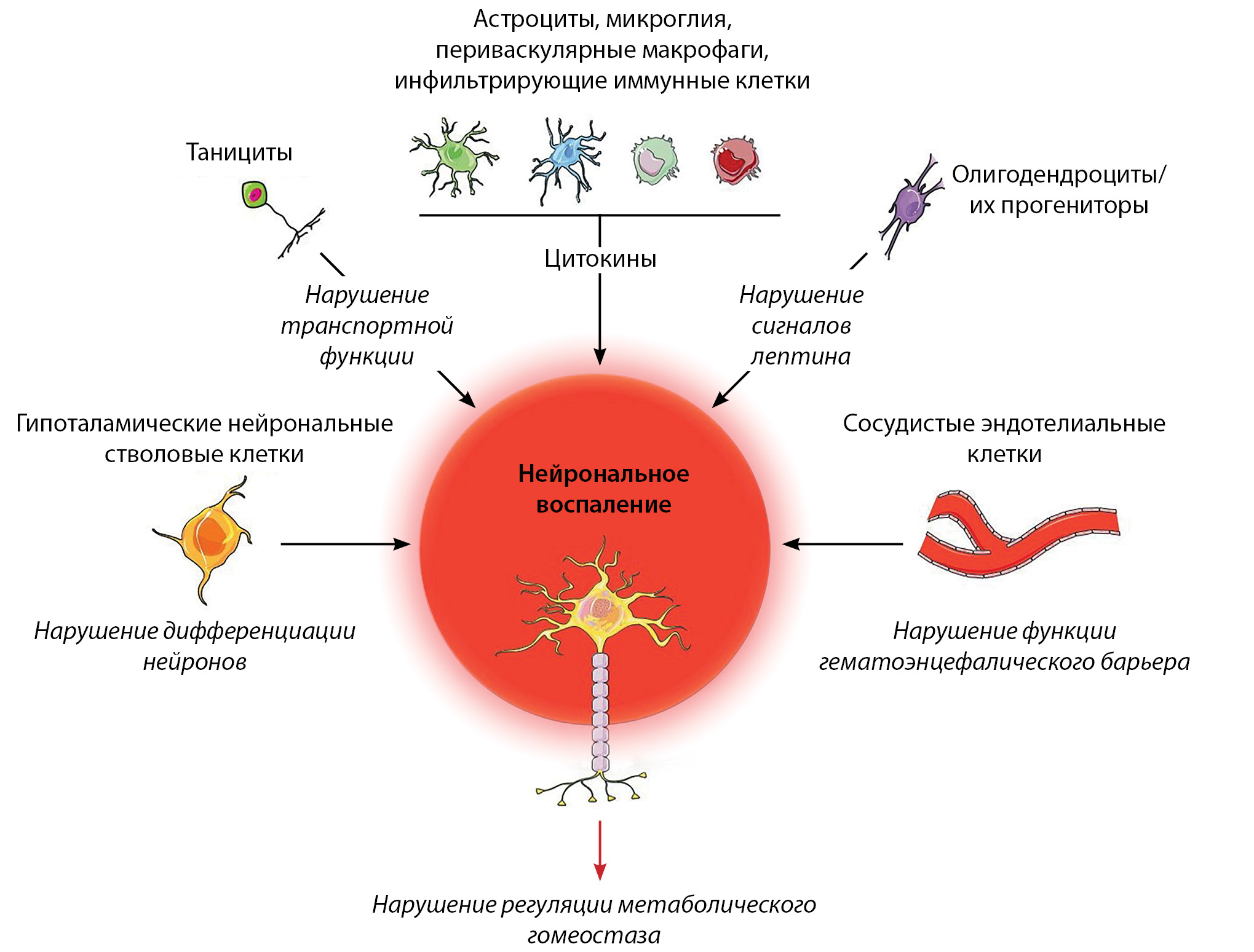 Реферат: Эндокринология (молекулярные механизмы секреции инсулина и его действия на клетки)