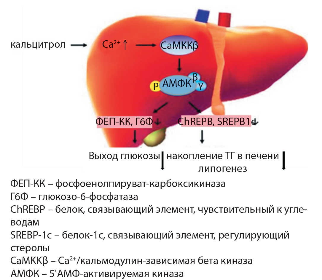 Печень содержание витаминов