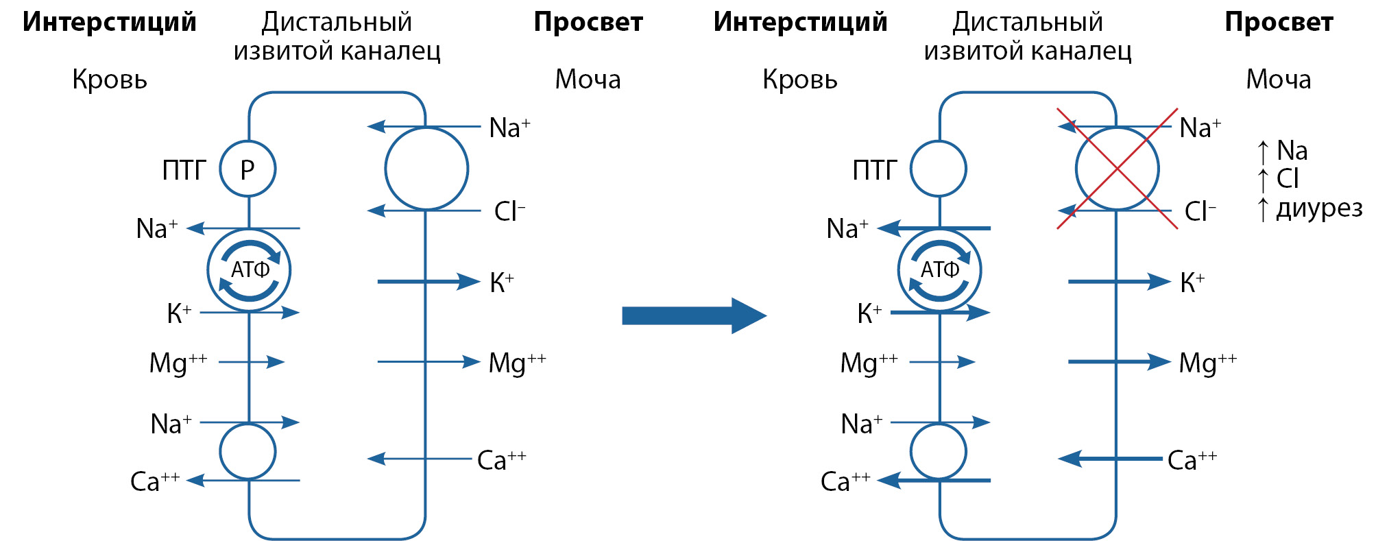 Изображение на обложке